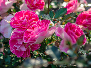 beautiful pink roses