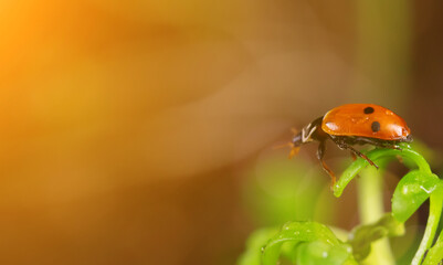 Macro view of ladybug sitting on the green leaf.