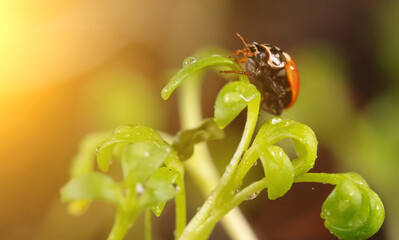 Macro view of ladybug sitting on the green leaf.