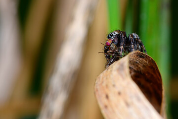 Springspinne (Evarcha arcuata) mit erbeuteter Fliege //  jumping spider with prey