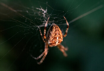 Garden Spider