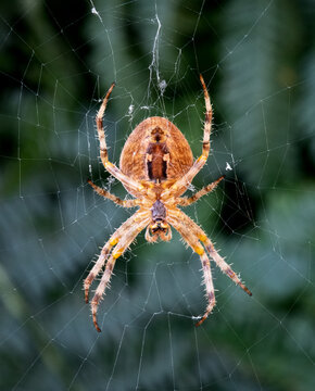 Garden Spider