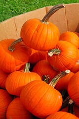 Display of round orange pumpkins at the farmers market in the fall