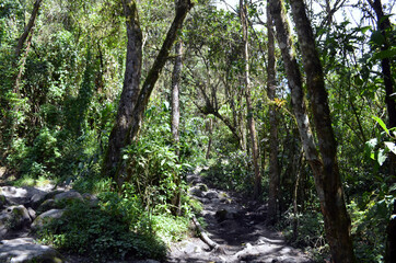 Colombia - Valle de Cocora Trail to Río Quindío