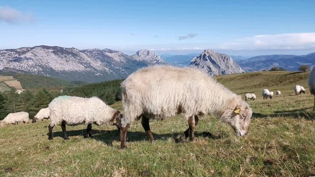 Flock of sheep grazing peacefully in Urkiola