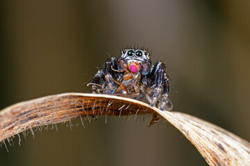  jumping spider with prey // Springspinne (Evarcha arcuata) mit erbeuteter Fliege