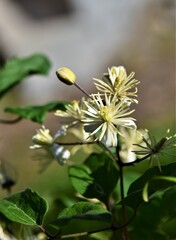 Fototapeta premium bee on a flower