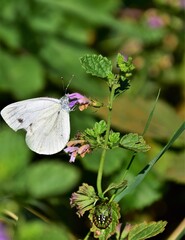 butterfly on a flower