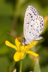ヤマトシジミとカタバミの花　前から撮影