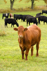 Brown care with a herd of black cows in the background in a meadow.