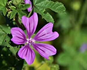 flowers in the garden