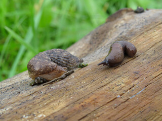 a slug in the garden eating a lettuce leaf. schneckenplage in the garden