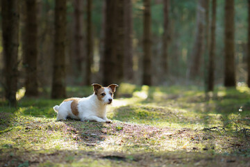 dog in the forest. small Jack Russell Terrier . Pet walk on nature
