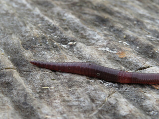 red earthworm isolated on a tree background