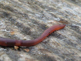 red earthworm isolated on a tree background