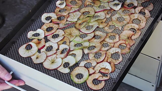 Sliced apples placed in an electric dryer