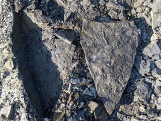 Massenvorkommen der fossilen Jakobsmuschel Pseudopecten equivalvis im Unterjura von Bielefeld, im Fundzustand