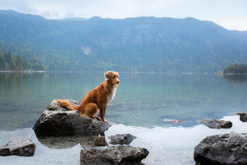 dog on a mountain lake . Nova Scotia Duck Tolling Retriever at water. travel with a pet