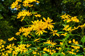 Fototapeta premium yellow flowers in the garden