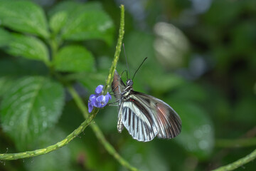 Coolie Butterfly on a flower 