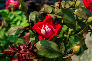 beautiful red rose