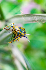 Grasshopper on the grass. stock photo