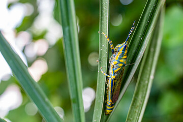 Grasshopper on the grass. stock photo