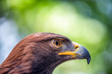 Fototapeta premium Eye of the eagle on a green background