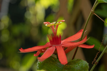 Passiflora Piresii Coral 