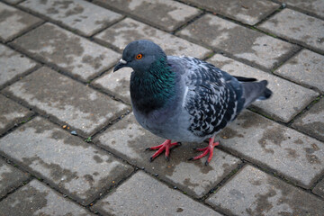 Pigeon walking on a paved path in the park. City bird pigeon walking along the gray paving slab.