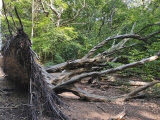roots of a tree