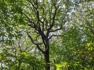 tree in the forest