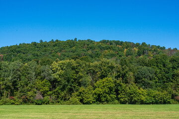 landscape with trees