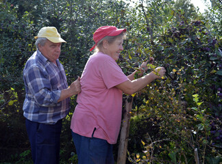 grandfather and grandmother collect ripe purple plums and blackthorn ripened in the garden for a healthy fortified diet