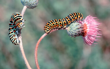 Macro shots, Beautiful nature scene. Close up beautiful caterpillar of butterfly  