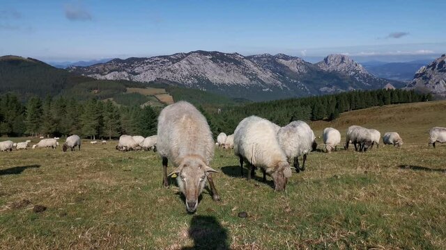 Flock of sheep grazing peacefully in Urkiola