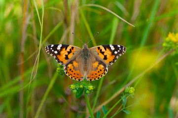 Macro shots, Beautiful nature scene. Closeup beautiful butterfly sitting on the flower in a summer garden.
