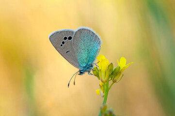 Macro shots, Beautiful nature scene. Closeup beautiful butterfly sitting on the flower in a summer garden.