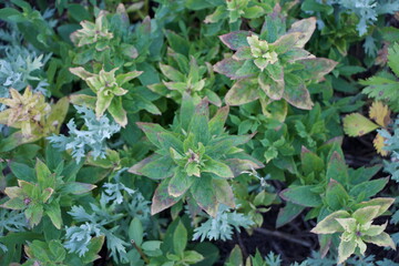 Wild leaves in the Wasatch mountains of utah.