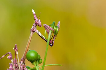 Close up of pair of Beautiful European mantis ( Mantis religiosa )