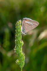 Macro shots, Beautiful nature scene. Closeup beautiful butterfly sitting on the flower in a summer garden.
