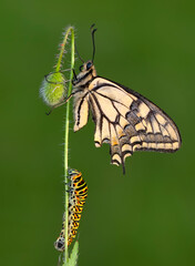 Amazing moment , Butterfly and  caterpillar