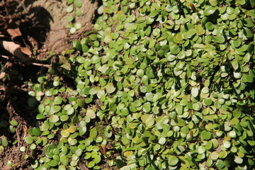 丸い葉が特徴的なマメヅタ