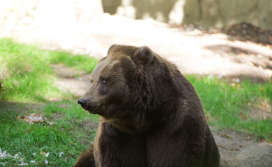 brown bear in the woods