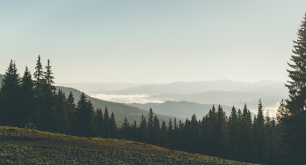 Morning mountain landscape. Tall pine trees and fog among the mountains. The grass is in the foreground. Panorama view. Clear clear sky. Calm and serenity. Inspiration, love of nature
