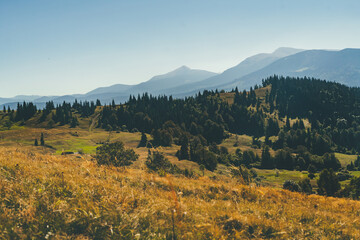 Fototapeta na wymiar Mountain landscape. Yellow grass in the foreground, pine forest, and mountain peaks in the background. Diversity, depth, greatness of the mountains, autumn in the mountains. Calm, inspiration.