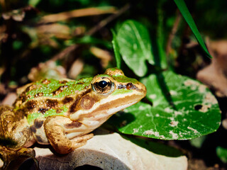frog on a leaf