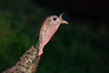 wild turkey