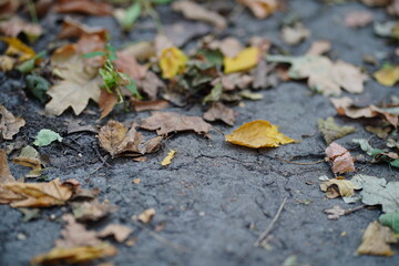 Close up of ground with fallen leaves in autumn season. Various dry foliage on ground in autumn forest