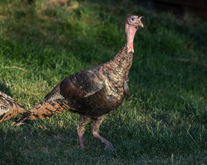 Washington state wild turkey